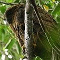Rufous Owl (male) on the same Fig Tree (benjamina) in Les Davies Park アカチャアオバズク<br />Canon EOS 6D + EF300 F2.8L III + EF1.4xII